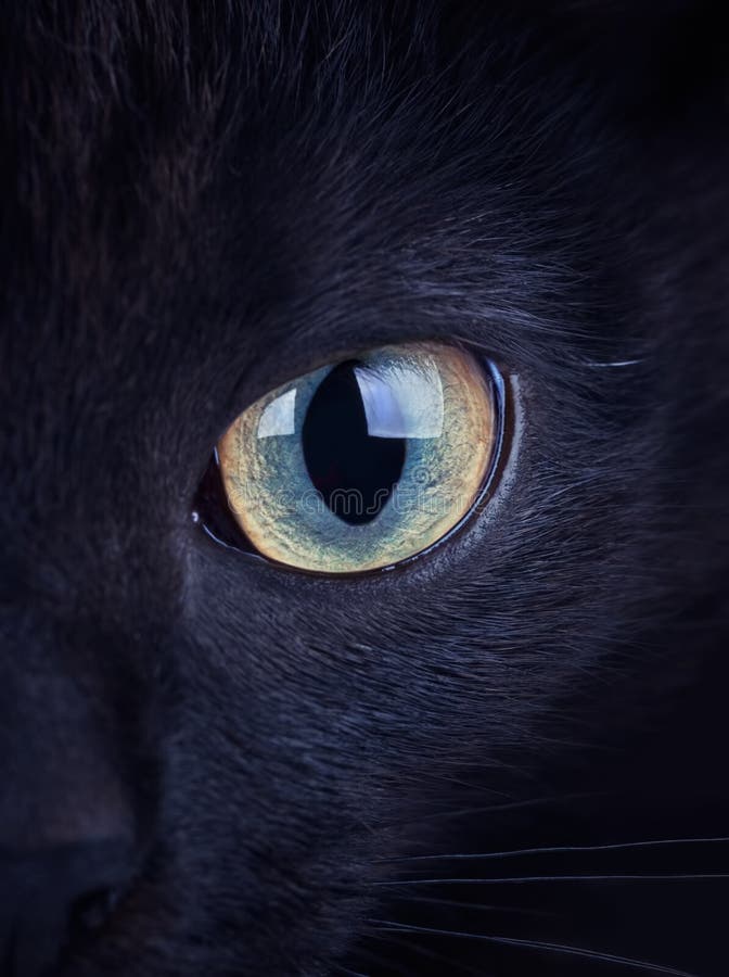 Close up of intense eye of a black cat