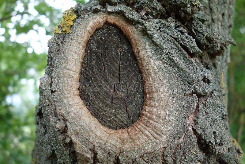 Albertville trunk, MN tree cut