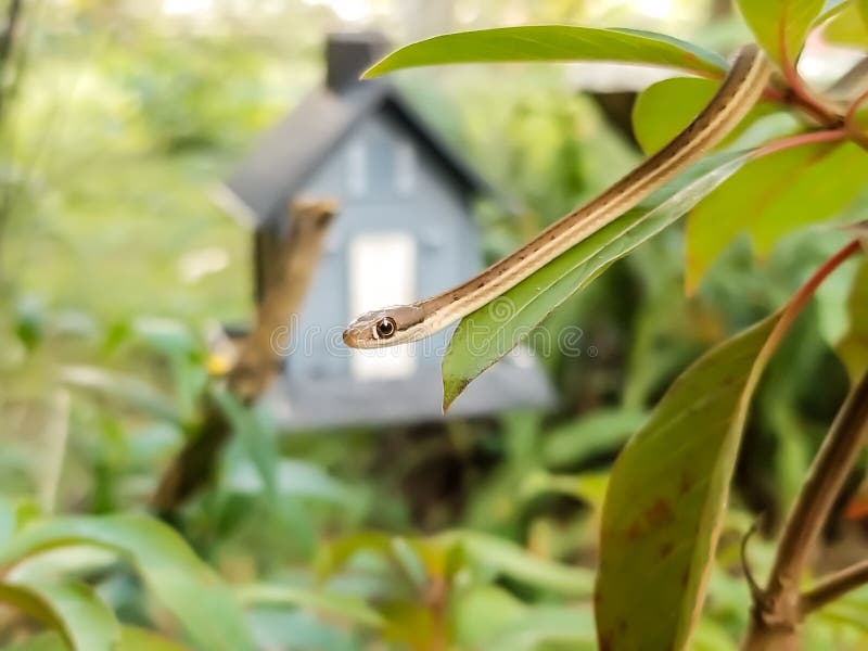 Close up Isolated Garden Snake Cute