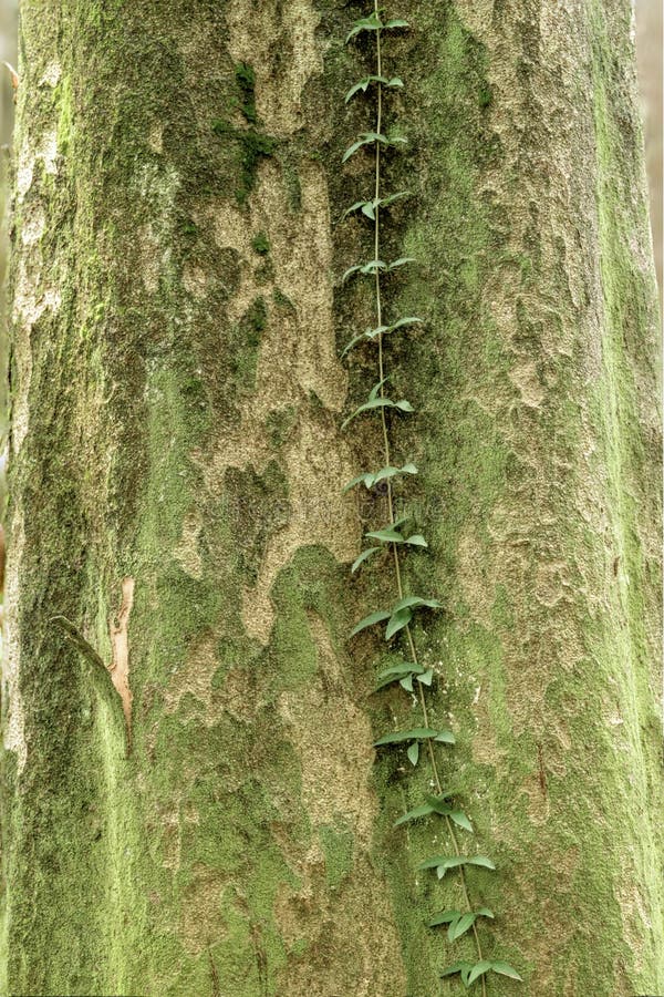 Green Creeper Plants on Tree Trunk Stock Photo Image of front, bark