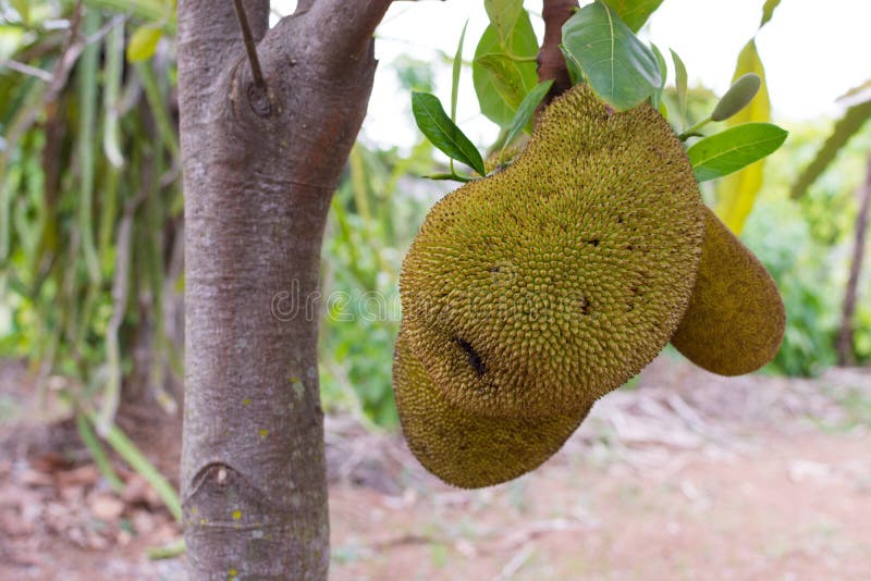 Close Up Jackfruit Fresh on Tree, Thai Fruit. Stock Image Image of