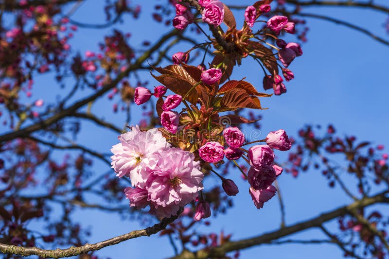 Close up of Japanese cherry blossoms and buds in Frauenstein Germany in the Rheingau