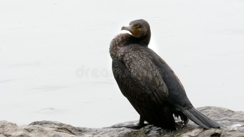 Close up of a japanese cormorant beside the katsura river