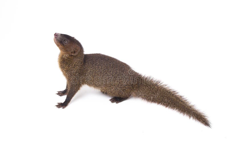 Close up of Javan Mongoose or Small asian mongoose Herpestes javanicus isolated on white