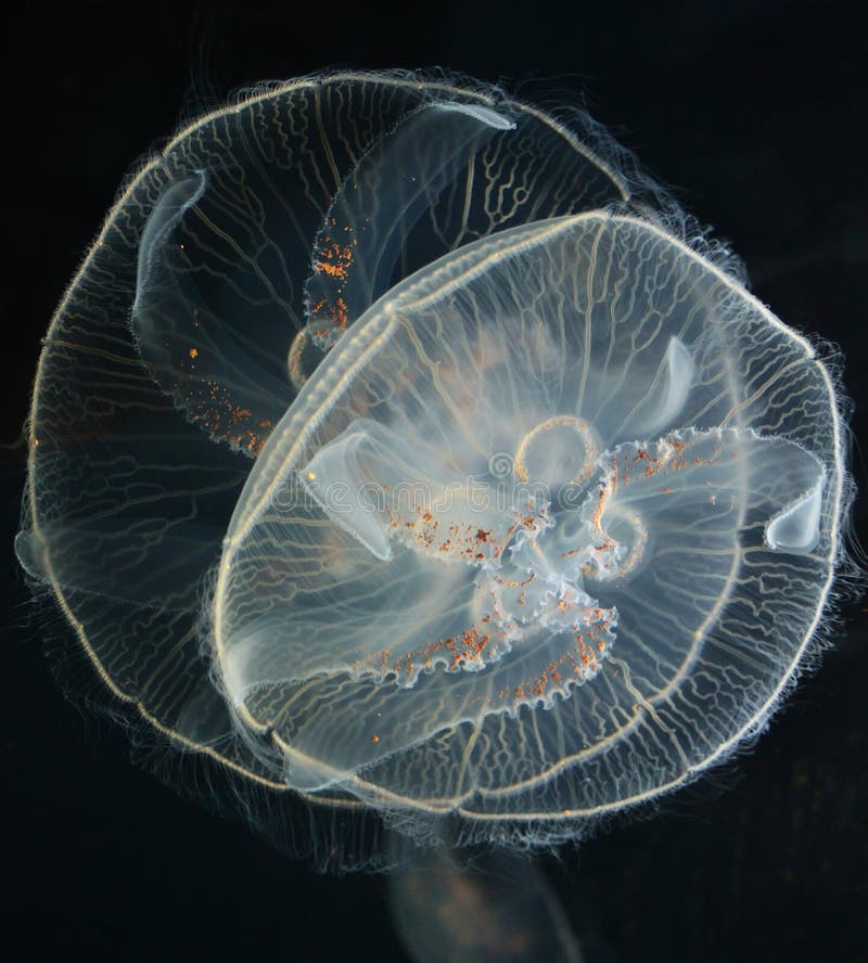 De Medusa en jardín zoológico.