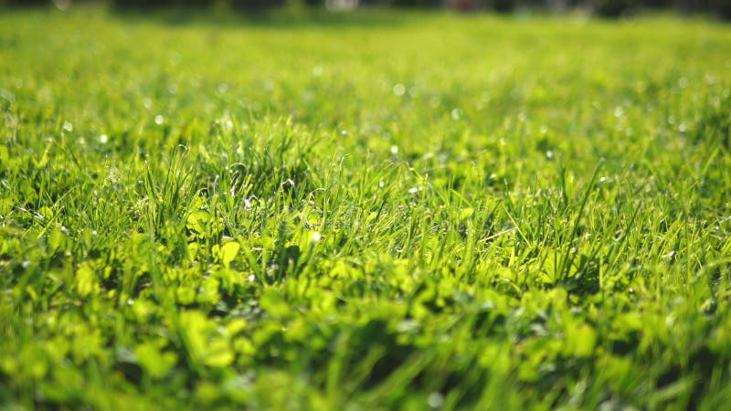Close-up. juicy green young trimmed grass in the sun, bright fresh background, texture royalty free stock photography Close-up. juicy green young trimmed grass in the sun, bright fresh background, texture royalty free stock photography