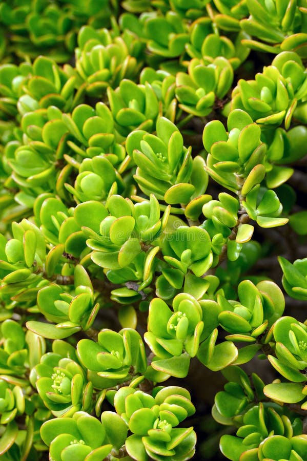 Close up of Kalanchoe - succulent stock photography
