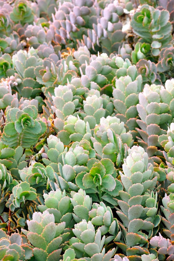 Close up of Kalanchoe - succulent stock photo