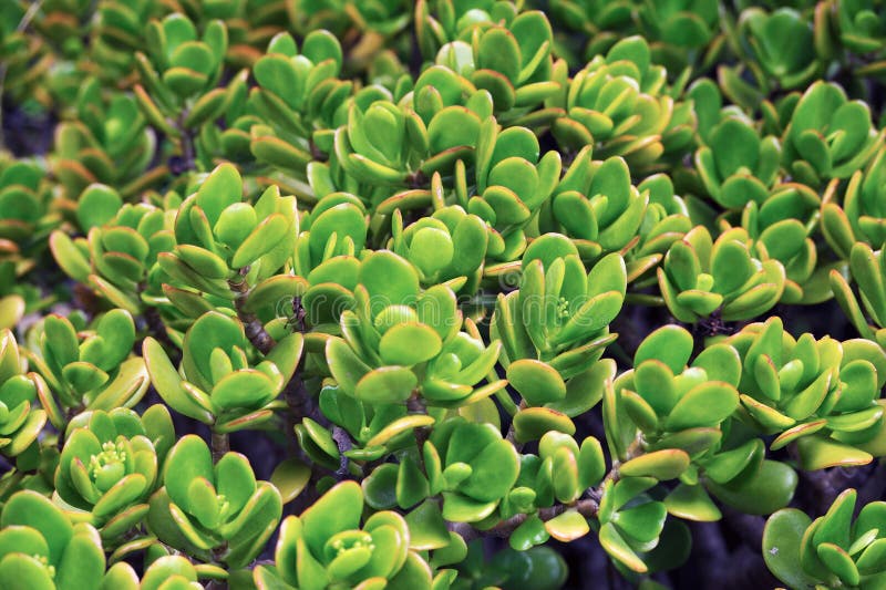 Close up of Kalanchoe - succulent stock photos