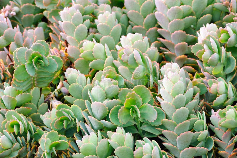Close up of Kalanchoe - succulent stock images