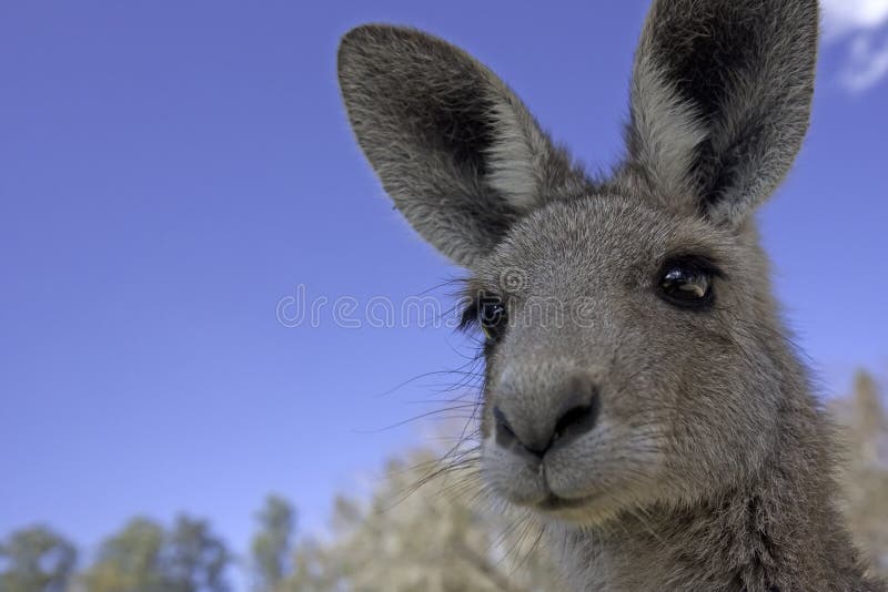 Close up of Kangaroo