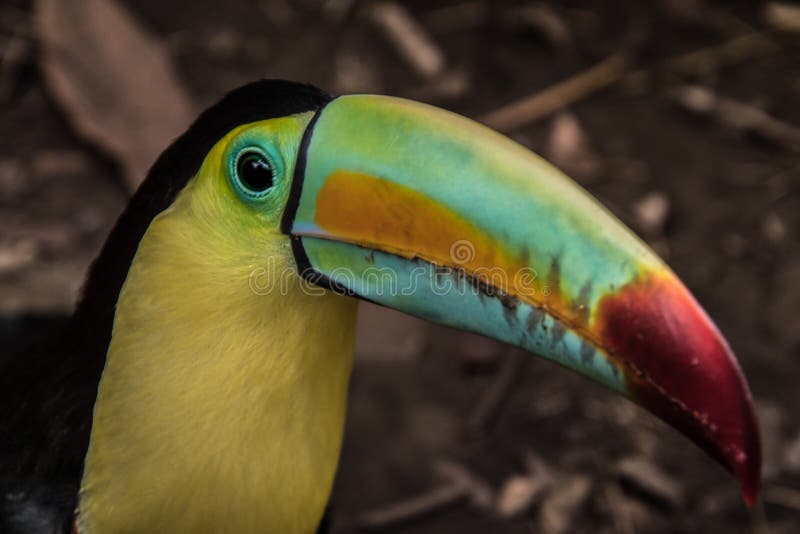 Close up of a keel-billed toucan Ramphastos sulfuratus royalty free stock photo Close up of a keel-billed toucan Ramphastos sulfuratus royalty free stock photo