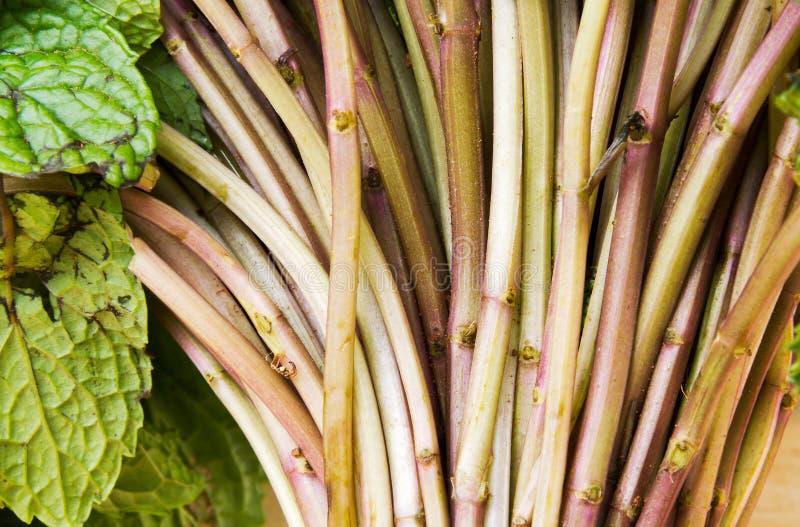 Mint Stems with Flowers Leaves on White Background Stock Image Image