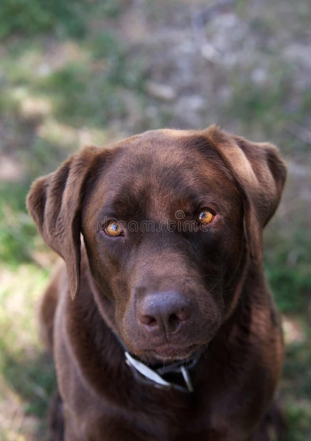 Closeup with Labrador Retriever Looking at Camera with Beautiful Eyes Stock Photo Image of