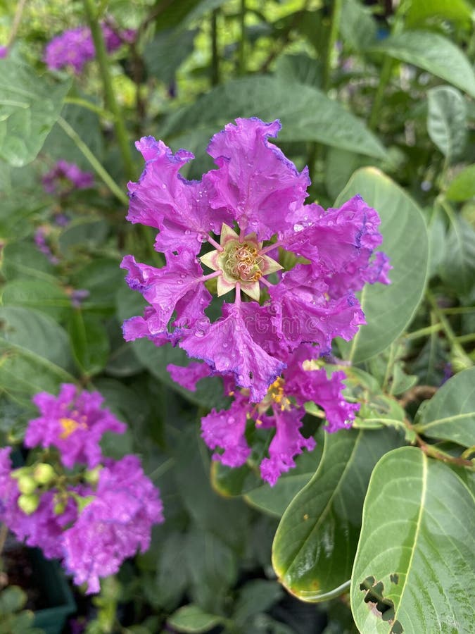 Lagerstroemia Speciosa Flower in Nature Garden Stock Photo - Image of ...