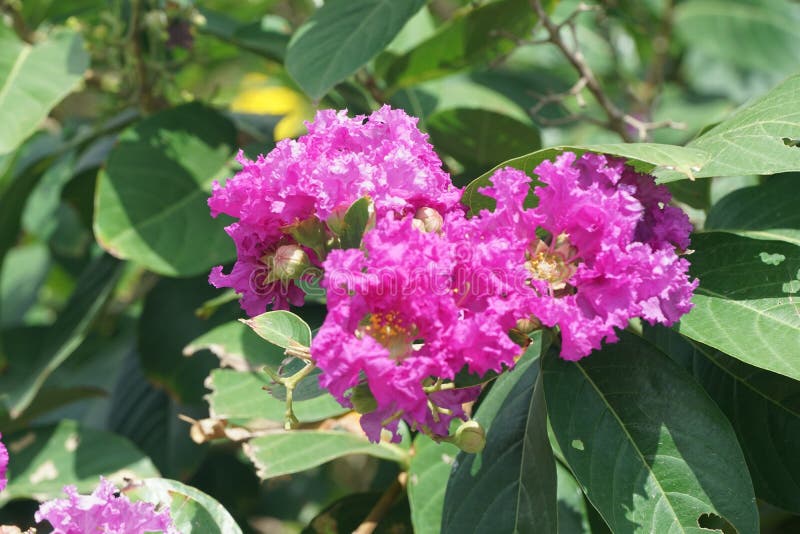 Lagerstroemia Speciosa Flower in Nature Garden Stock Image - Image of ...