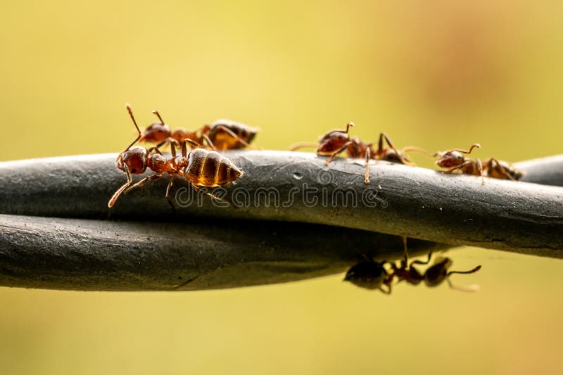 Ants Moving Across Wire stock photo. Image of fence 205064704