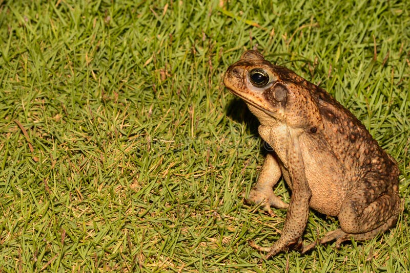 Cane Toad Costa Rica Stock Photos Free & RoyaltyFree Stock Photos