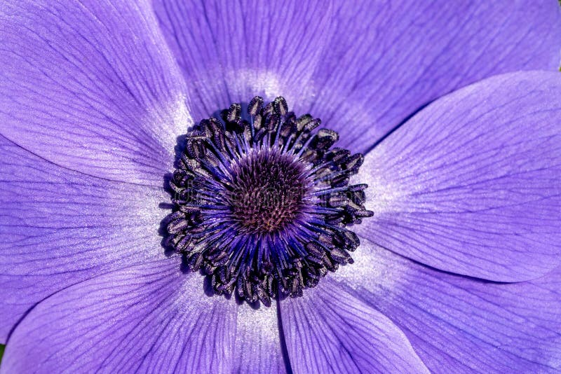 Large purple flower stock photo. Image of large, color - 145777788