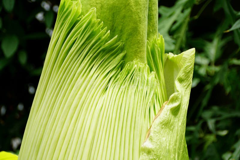 Titan Arum, Also Known As the Corpse Flower from Sumatra, Indonesia Stock Image Image of warm