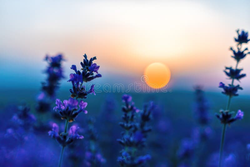 Close up Lavender flower on sunset. Selective focus on Bushes of lavender purple aromatic flowers at lavender fields of the French