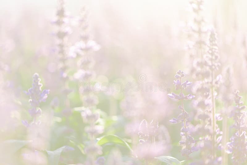 Close Up of Lavender Flowers in Pastel Blue Color Stock Image Image