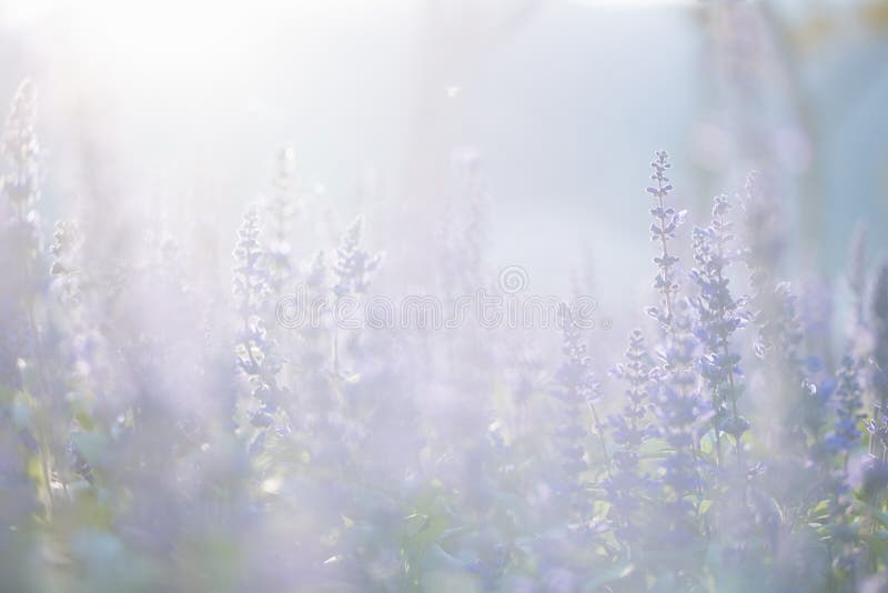 Close Up of Lavender Flowers in Pastel Blue Color Stock Photo Image