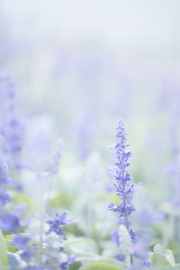 Close Up of Lavender Flowers in Pastel Blue Color Stock Photo Image