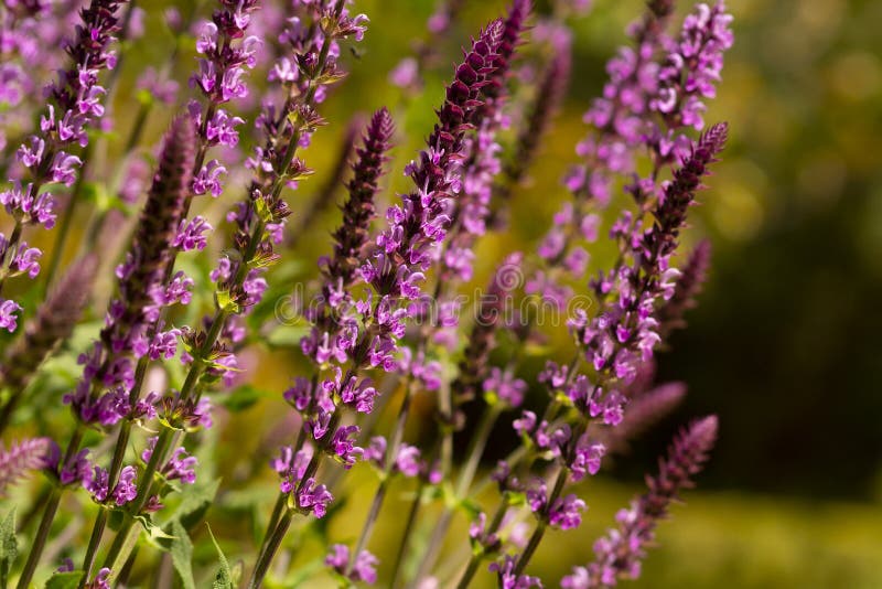 Close up lavender stems on defused field background stock image Close up lavender stems on defused field background stock image