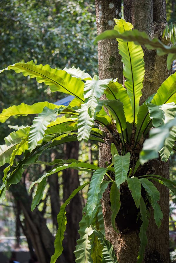 Close Up Leaf of a Bird S Nest Fern Hanging on Tree. Asplenium Nidus L