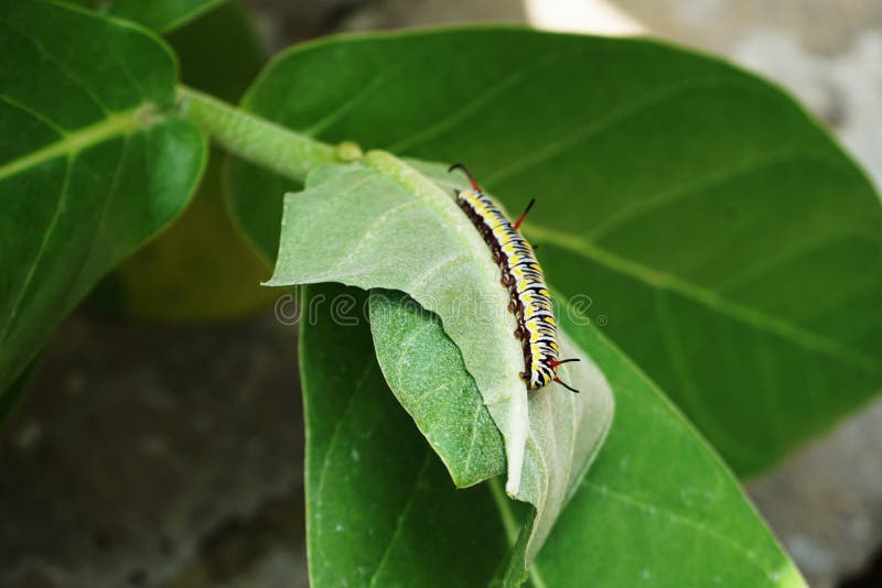 Leaf Eating Worm Climb on Green Leave Stock Photo Image of insect