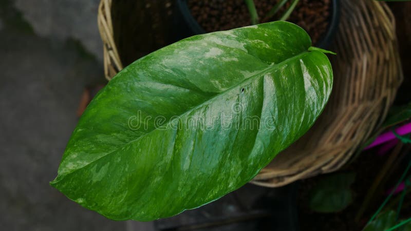 Close up leaf of epipremnum pinnatum variegated stock photos