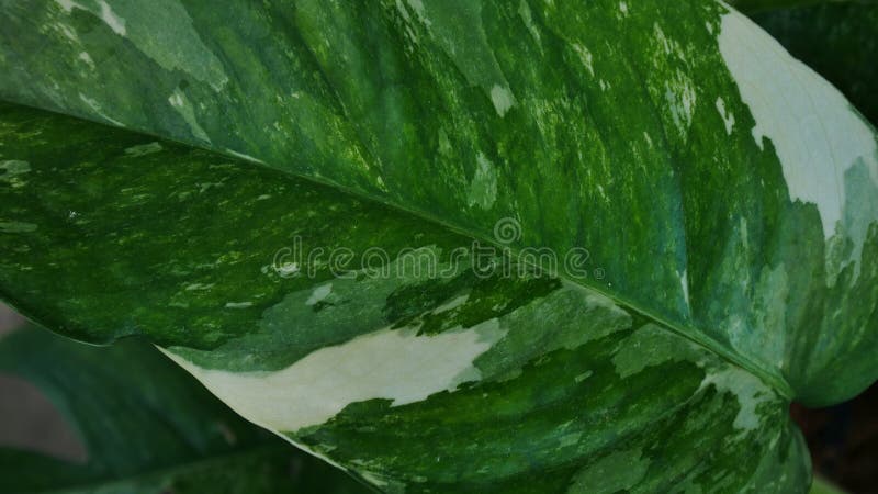 Close up leaf of epipremnum pinnatum variegated stock image