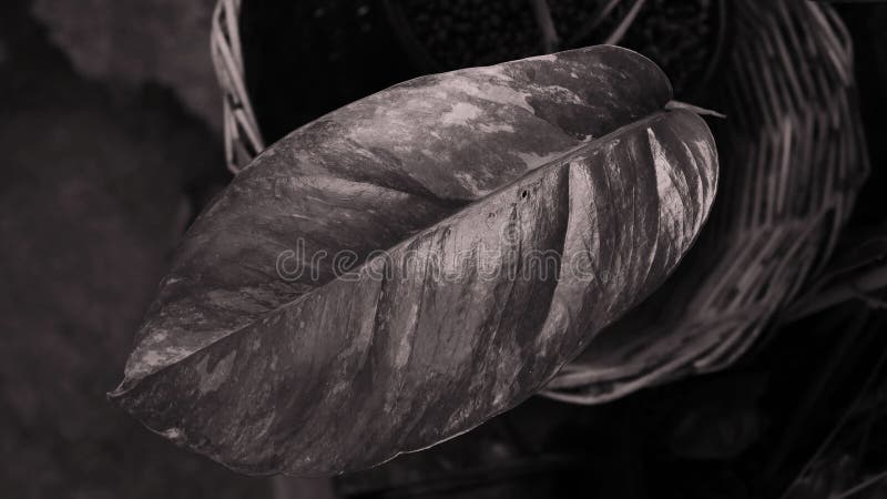 Close up leaf of epipremnum pinnatum variegated vector illustration