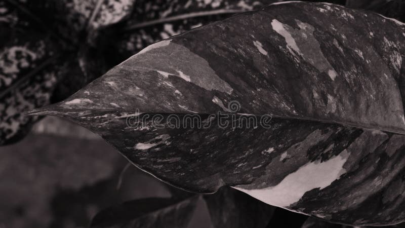 Close up leaf of epipremnum pinnatum variegated stock image