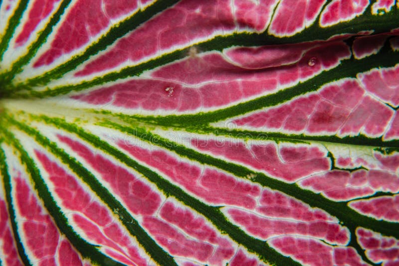 Close up leaf textures stock photography Close up leaf textures stock photography