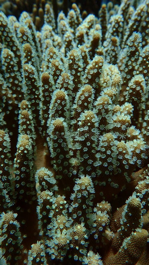 Close up leather coral, soft coral polyps out, tentacles catching small floating plankton stock image Close up leather coral, soft coral polyps out, tentacles catching small floating plankton stock image