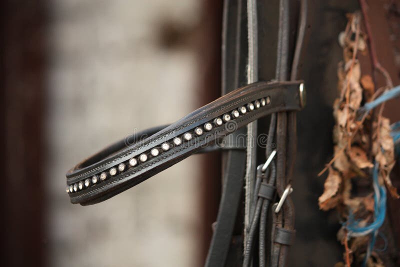 Close up of leather horse bridle royalty free stock photo