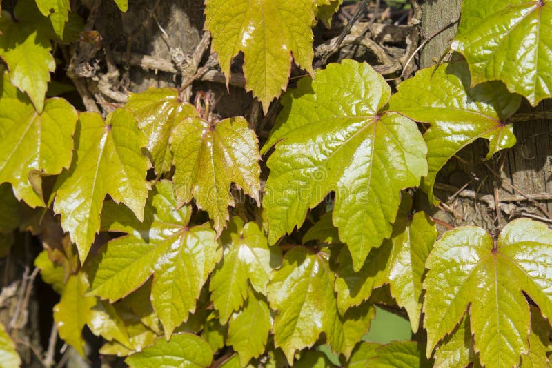 Close-up of leaves of a virginia creeper climbing over a wooden stock photography Close-up of leaves of a virginia creeper climbing over a wooden stock photography