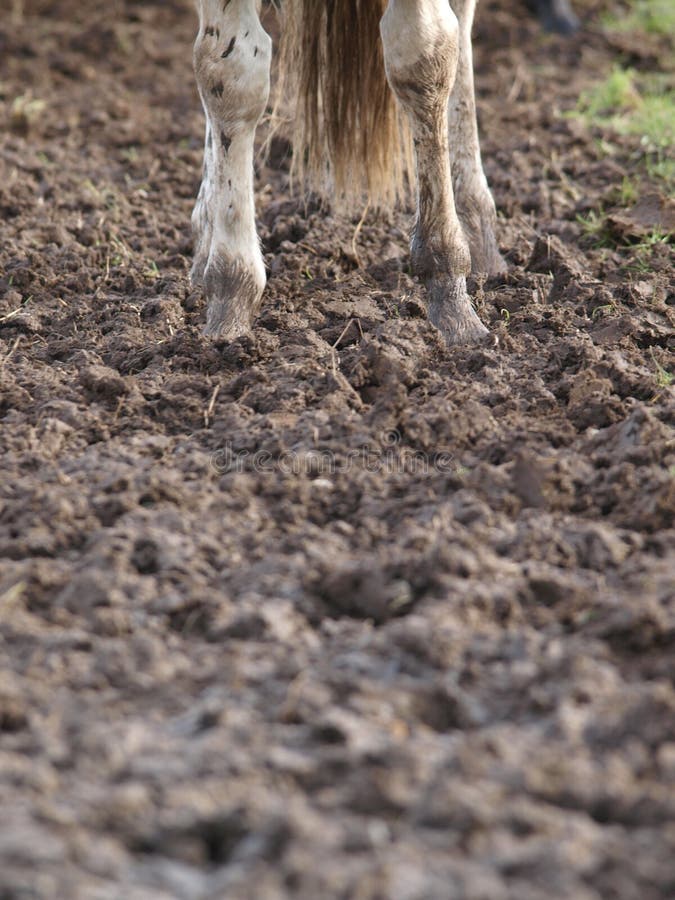 Horse in Mud stock photo. Image of rain, dirty, horse 109649682