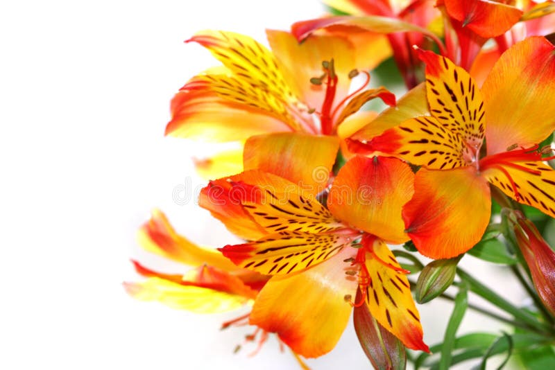 Close-up of a lily flower on white background. Close-up of a lily flower on white background