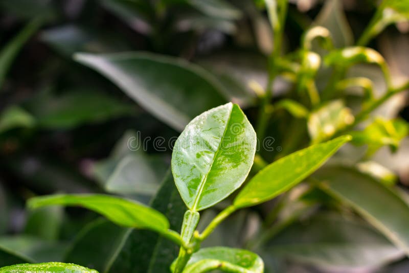 Close-up of lemon leaves with drops of water. Green lemon leaf and branch with water drop.