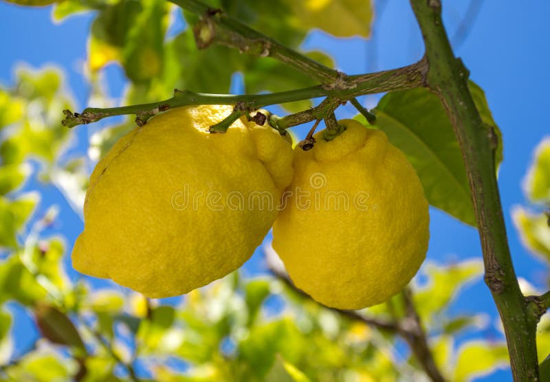 Close up of Lemons hanging from a tree in a lemon grove