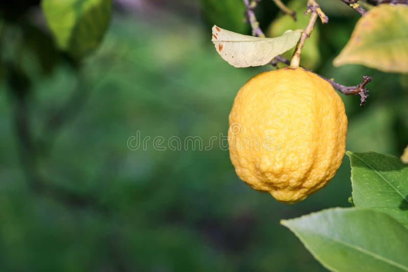 Close up of Lemons hanging from a tree in a lemon grove