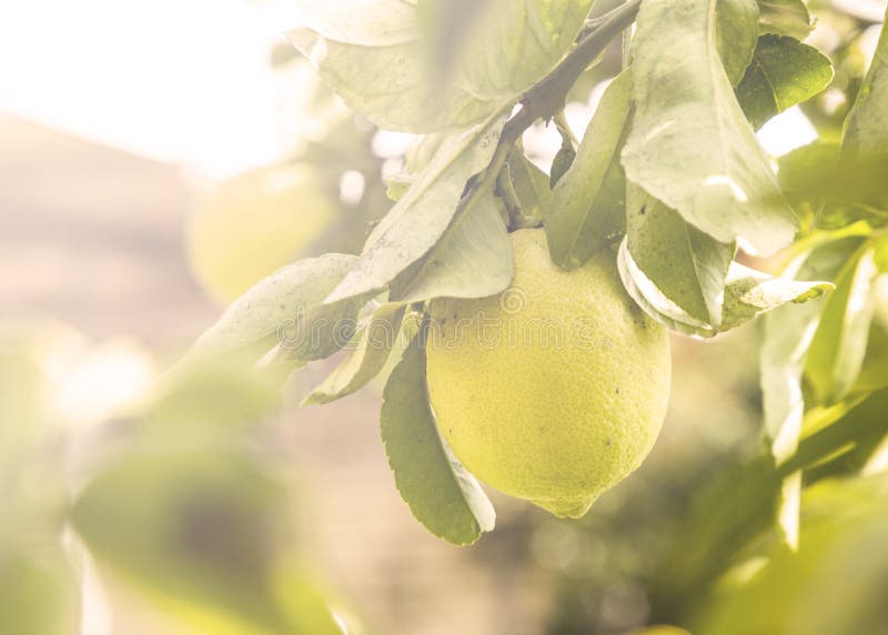 Close up of Lemons hanging from a tree in a lemon grove on sunlight