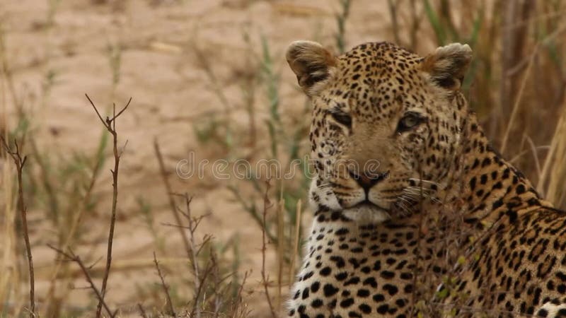 Close up Leopard looking around