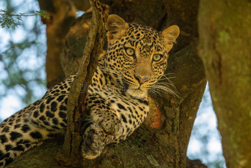 Close-up of leopard looking down from branch stock photo