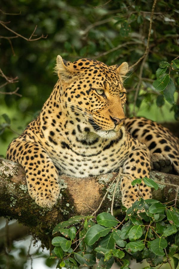 Close-up of leopard looking right on branch royalty free stock images