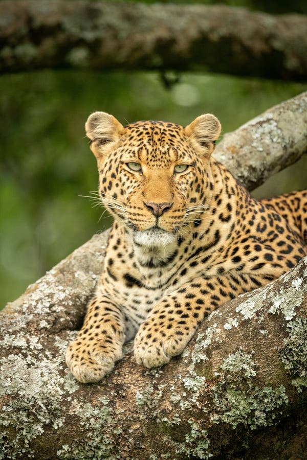 Close-up of leopard looking right in tree stock images