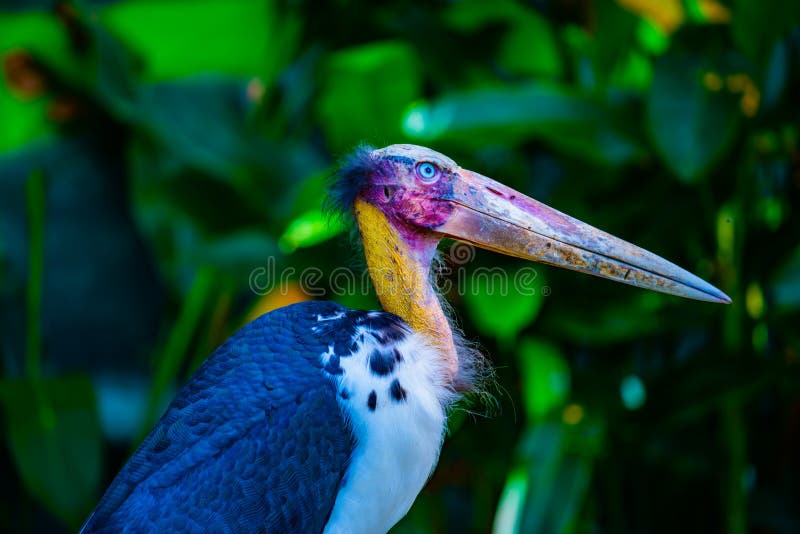 Close up of Lesser adjutant or Leptoptilos javanicus